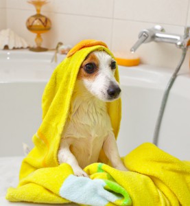 Jack Russell dog taking a bath in a bathtub