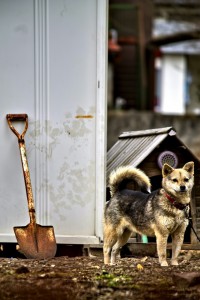 小屋の前で注意を向ける犬